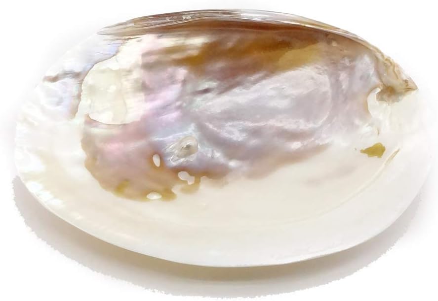 ☆特選NEW☆浄化✴︎エネルギーUP☆得々2枚【イケチョウ貝パール